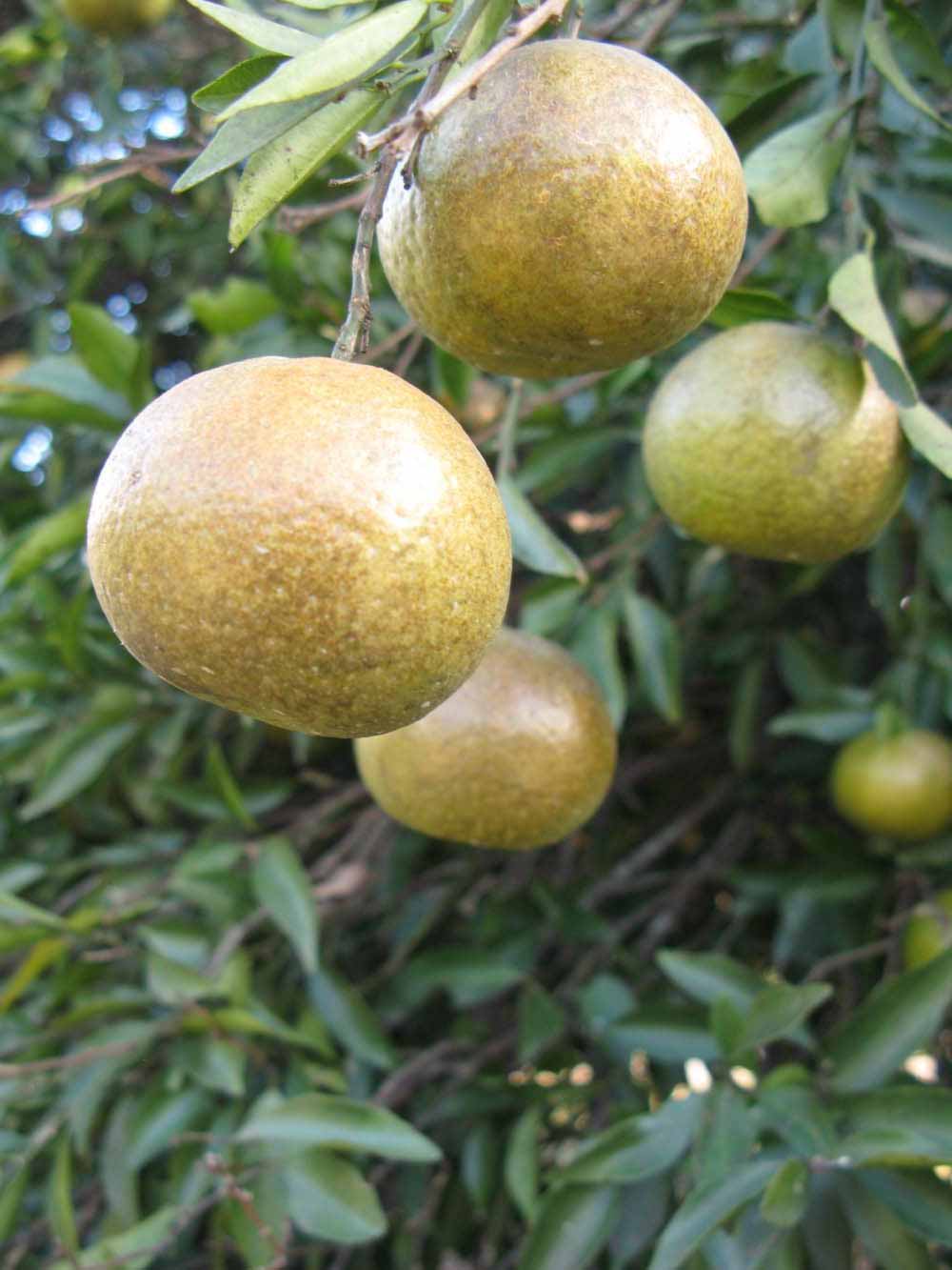            Fruit (Winter Haven, FL)   